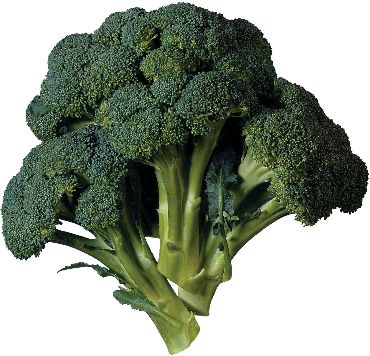 Brassicaceae Example 2